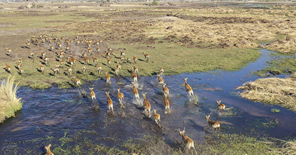 شکل 1: تصویر پهپاد از حیات وحش آفریقا