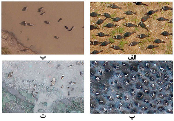 شکل 2: تصویر برداشت شده از پهپاد : الف) مسیر حرکت پرندگان، ب) محل تجمع فیل ها، پ) محل تجمع پنگوئن های امپراتور، ت) محل استراحت گونه های فوک دریایی