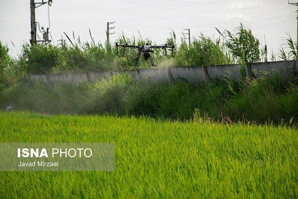 سمپاشی با پهپاد - مازندران - ایسنا - 13990421 3