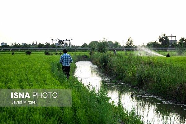سمپاشی با پهپاد - مازندران - ایسنا - 13990421 10