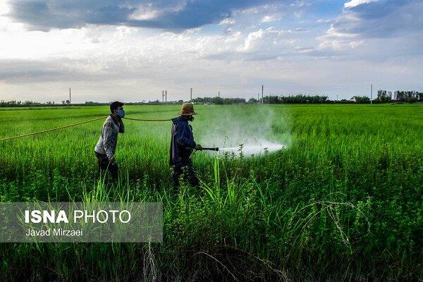 سمپاشی با پهپاد - مازندران - ایسنا - 13990421 8